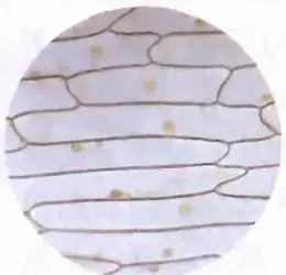 洋葱表皮细胞结构图