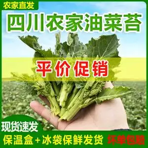 新鲜油菜苔四川农家自种蔬菜青菜油菜心白油菜头绿芸台菜薹芥菜苔