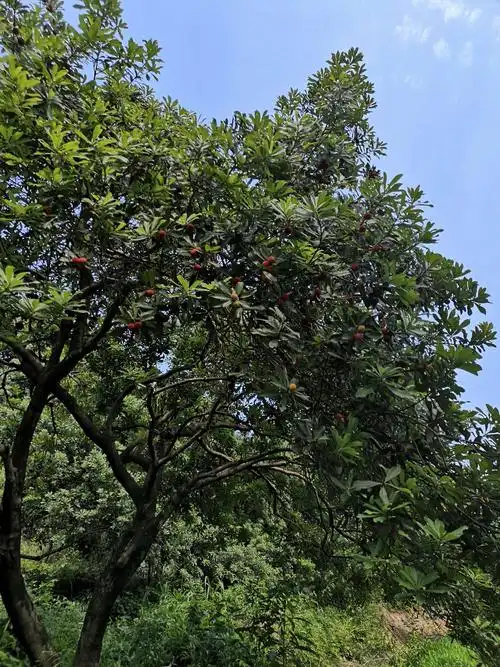 农场树龄在10年以上的杨梅树有200多棵,分布在山体周围.