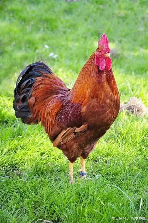 雄鸡身穿红裩身