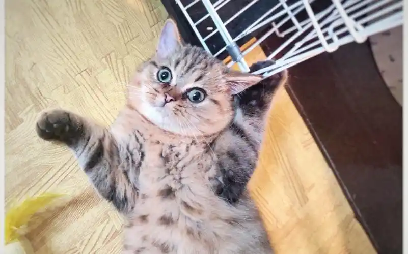 【金虎斑金渐层】太子的撸猫大放送~我太会养猫了,养成了我最爱撸的