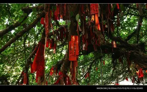 天后宫的许愿树