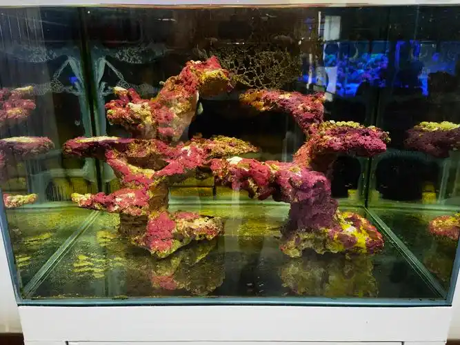 出售60缸造景 - 北京地区 - cmf海友论坛 - powered by discuz!