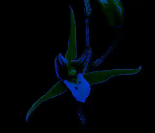 糊涂几句-也说科技草哈…-以兰会友-中国兰花交易网社区