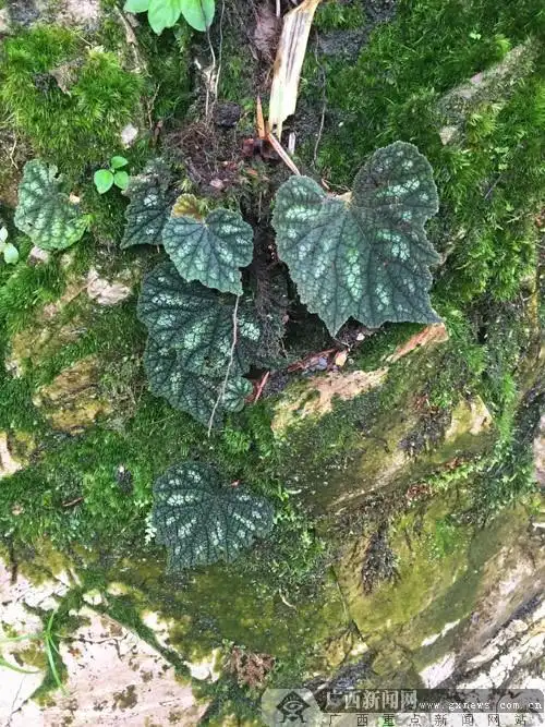 罕见的红天葵在保护区内.广西新闻网记者 叶焱焱 摄