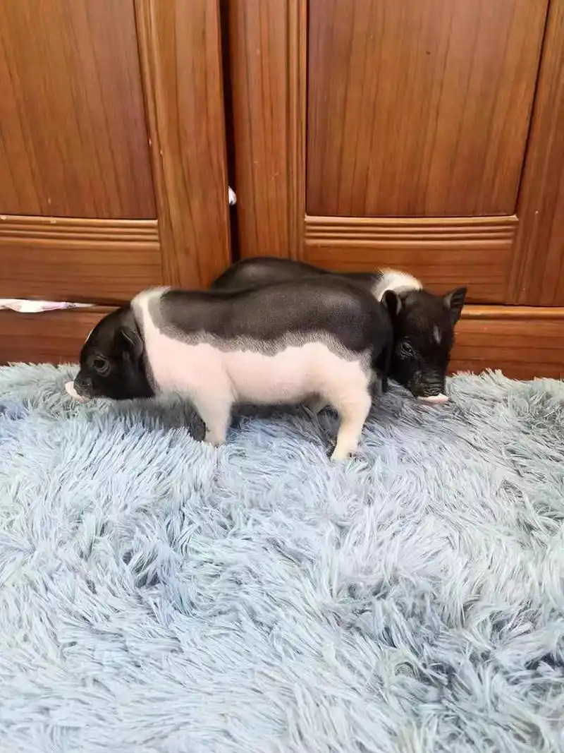 小小只的猪猪倒是挺可爱的,但愿不要长大#宠物香猪