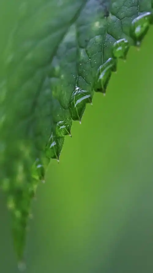 清新绿色树叶苹果安卓手机壁纸