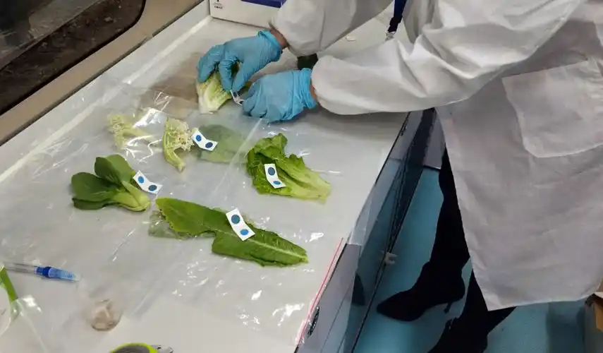 红山镇政府食堂食品安全快速检测