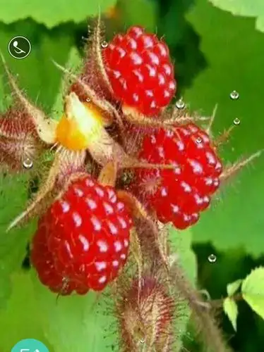 这个野果子的名字叫美子,成熟于八九月份,酸甜可口,怎么吃都吃不够.