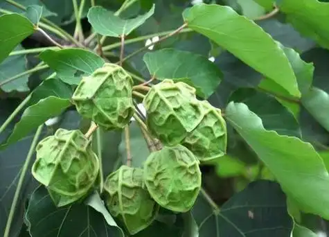 木油桐果实有毒吗