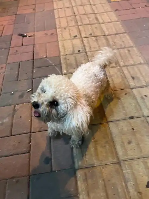 天津河东区流浪白色比熊找收养