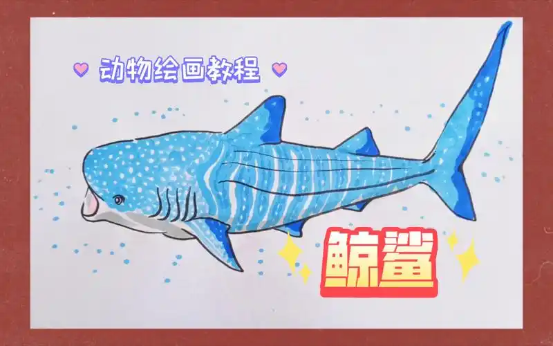 【动物】绘画教程,画世界上最大的鱼类——鲸鲨