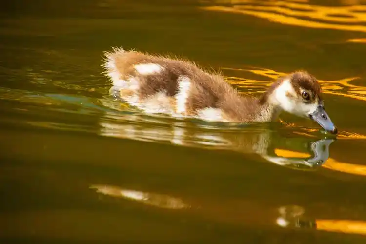 水里的鸭子图片家禽鸭子水里