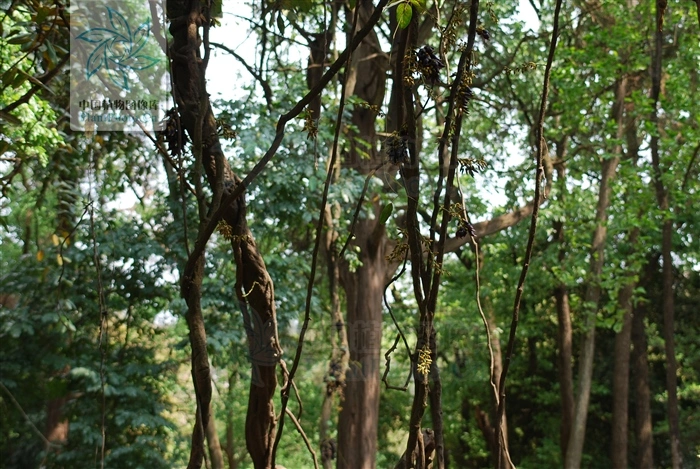 真正的司藤长这样剧中的人设太真实了