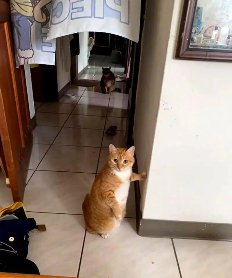 这只猫咪靠着墙壁看着它的主人,非常可爱!