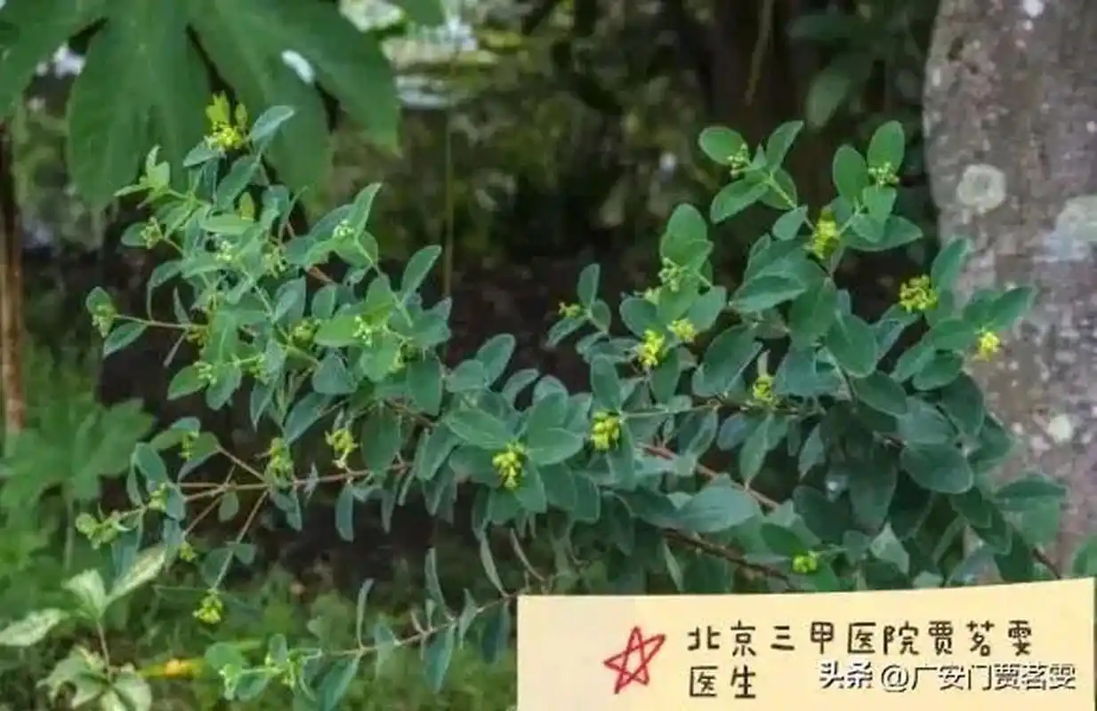 此草叫"了哥王",过去小偷常随身携带,用处很大,还是抗癌"神器"!