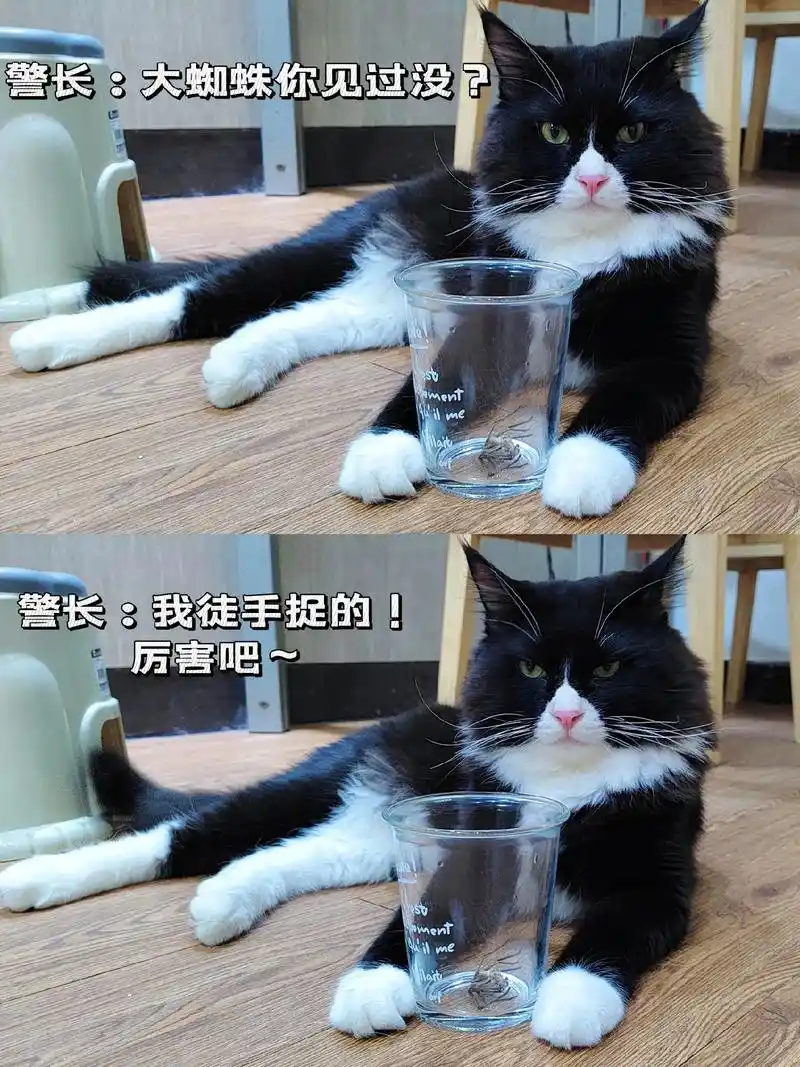 警长:蜘蛛在手,天下我有.#眉飞色舞恐龙版 #恐龙抗狼 #猫 - 抖音