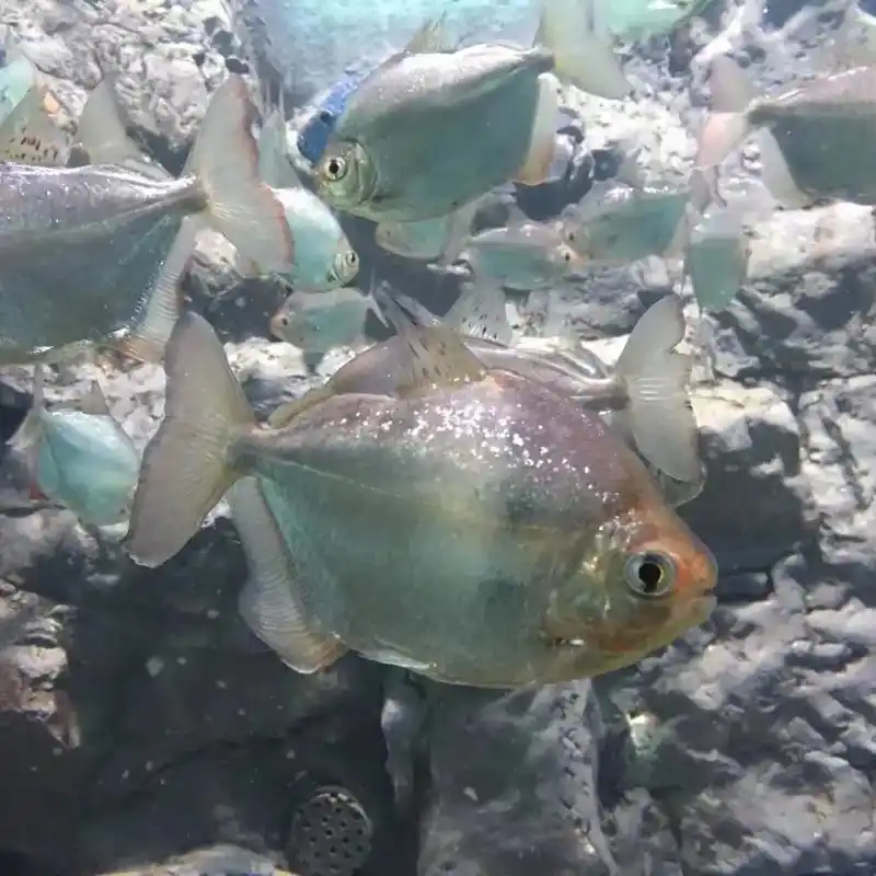 发光的鱼 #海底世界 #治愈系 - 抖音