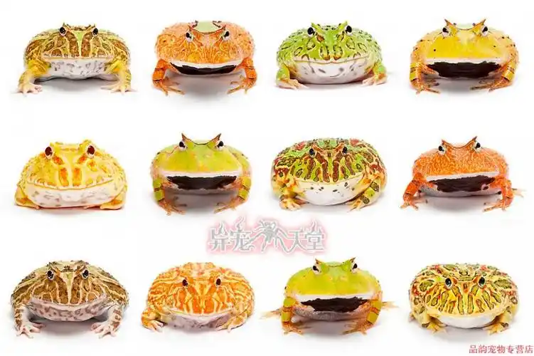 宠医推荐活体宠物角蛙绿角蛙黄金角蛙皮卡丘宇治蝴蝶钟