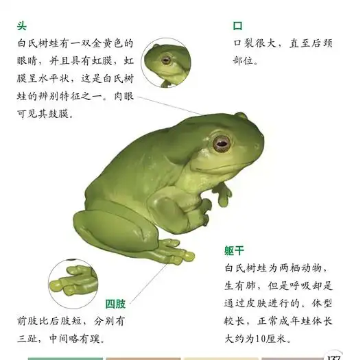 白氏树蛙——蛙类中受欢迎的宠物!