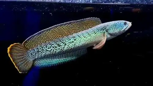 被称为雷龙之王的巴卡雷龙——资料图