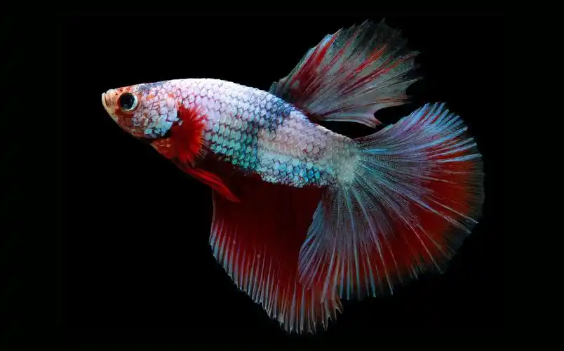 泰国斗鱼图片(目前全网最全泰国斗鱼品种分享) - 科猫网