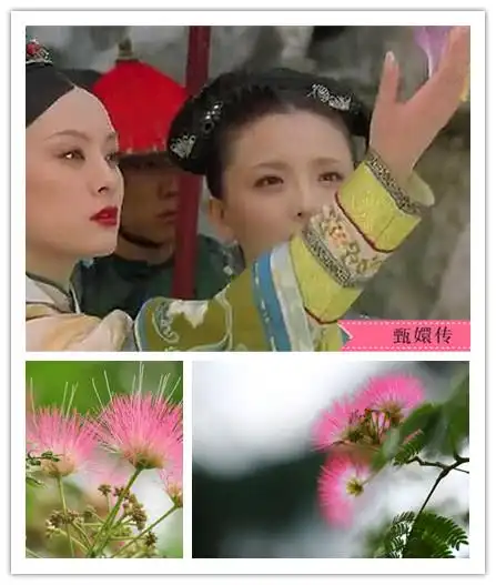 还记得甄嬛传中的合欢花吗——最是一年合欢季,花如红缨叶如羽