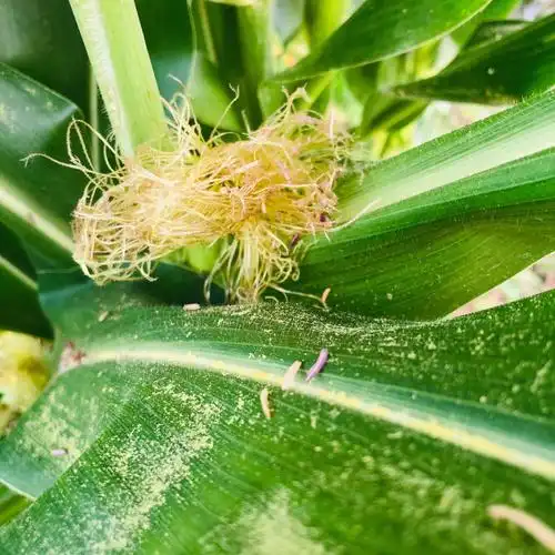 原来玉米的雄花在上方,雌花就是这些胡须呀这授粉的难度也太大了#玉米