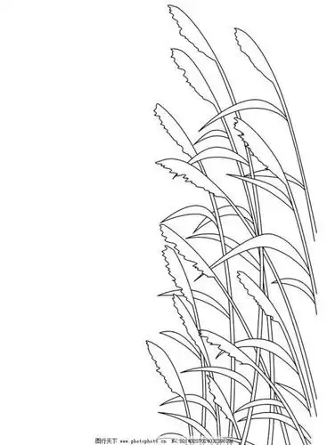 芦苇简笔画高清