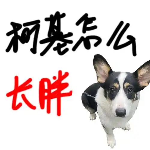 柯基吃什么长胖