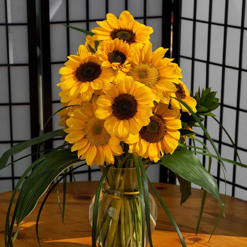 文森特 花店鲜切花 观赏阳台庭院盆栽矮杆 日本进口切花向日葵-小黑熊