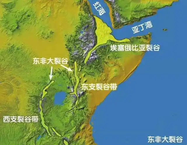 为什么人要进化成两条腿走路,四条不是应该更快更省力吗?