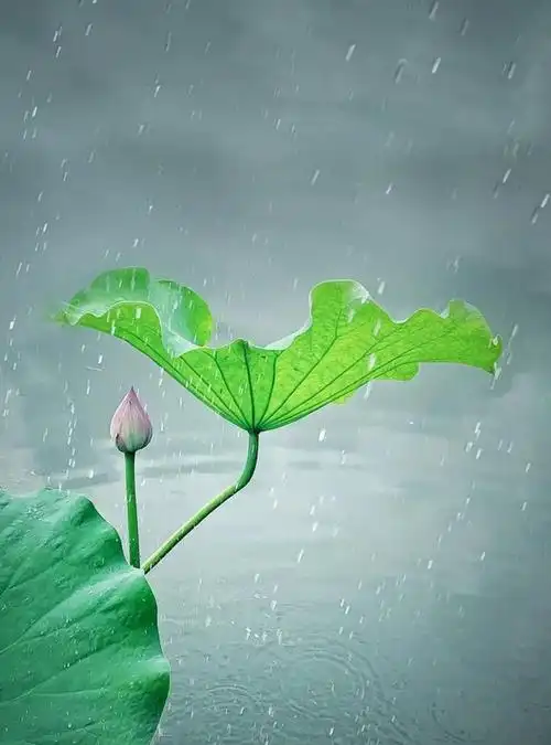 夏日荷花季,这5个技巧教你拍出超有意境的荷花照