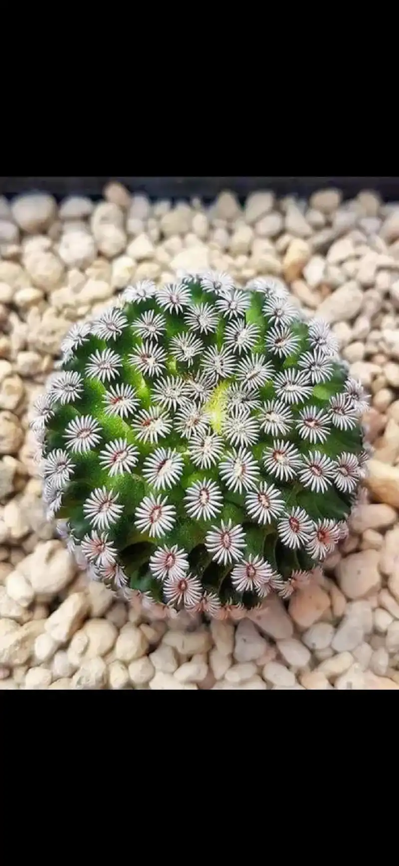 仙人球克氏丸在乳突球属中是典型的美球,美刺,美花品种,花朵直 - 抖音