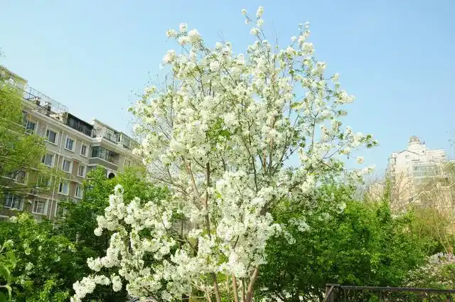 小区景观大道两旁的白海棠树更是枝繁叶茂,经过20来年的生长,这些海棠
