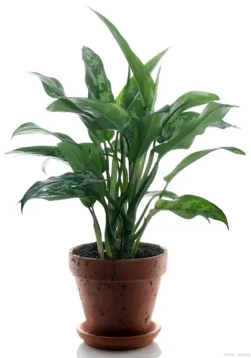 也被称为中华万年青,是一种常见的室内观叶植物