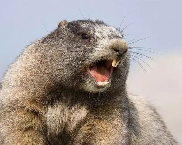 着嘴巴呼吸,也可能让我们变成门牙外凸,没有下巴,随时在咆哮的土拨鼠!