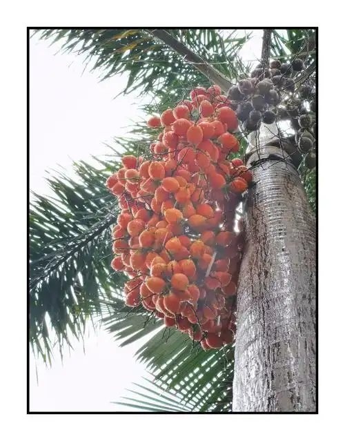 红红的狐尾椰子