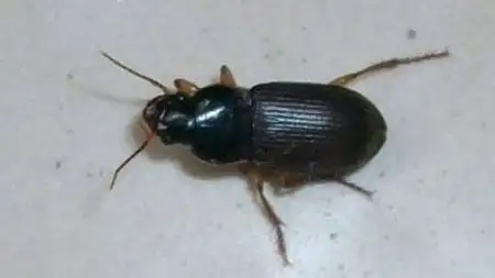 展开全部 不是,蟑螂没有硬壳,你这只是甲虫,可能是中华婪步甲