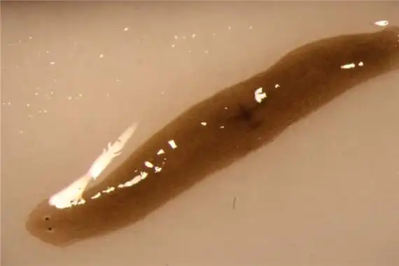 三角涡虫头部呈三角形的动物雌雄同体动物