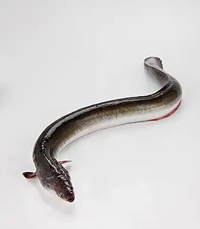 鳗鱼