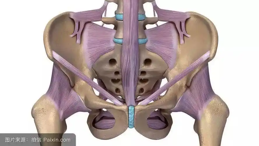 康知了骨盆前倾附解剖详图及康复方法