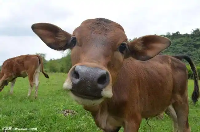 中国,越南两国包揽老挝黄牛水牛60%出口额