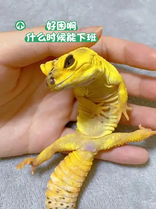 豹纹守宫  #柠檬霜守宫  #异宠  #小众宠物  #我家宠物好可爱