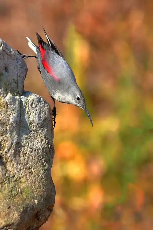 红翅旋壁雀～悬崖上的"蝴蝶鸟"