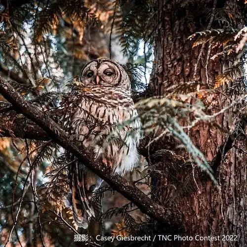 tnc全球摄影大赛2022作品精选1