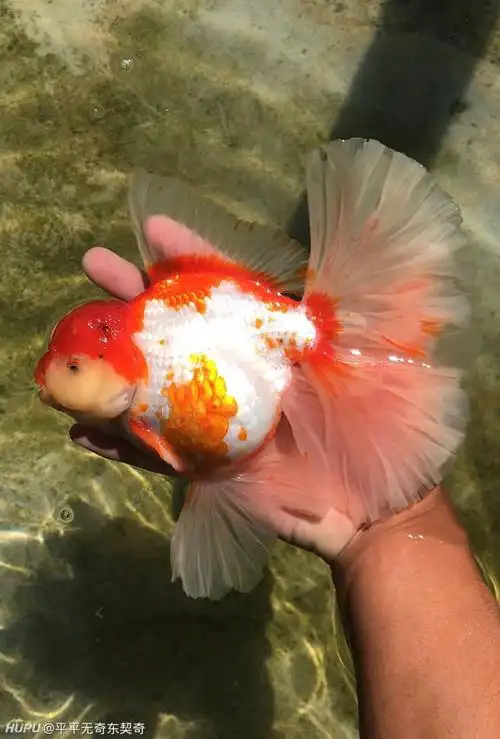 泰国进口的原泰金鱼