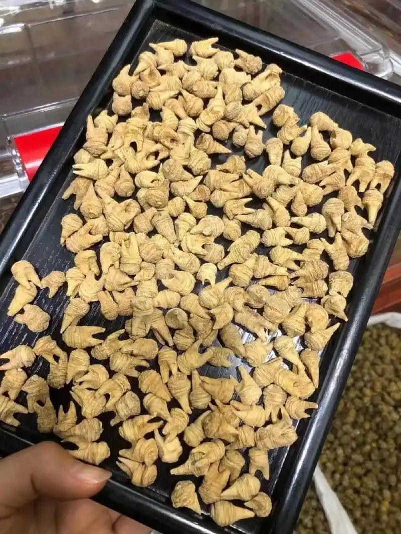 有认识这种参的朋友吗 【觅阳参】 具有生津补肾,大补元气的功效而得