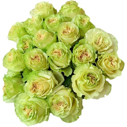 琉璃翠月季花大苗花店常用切花品质玫瑰苗阳台盆栽四季勤花卉绿植