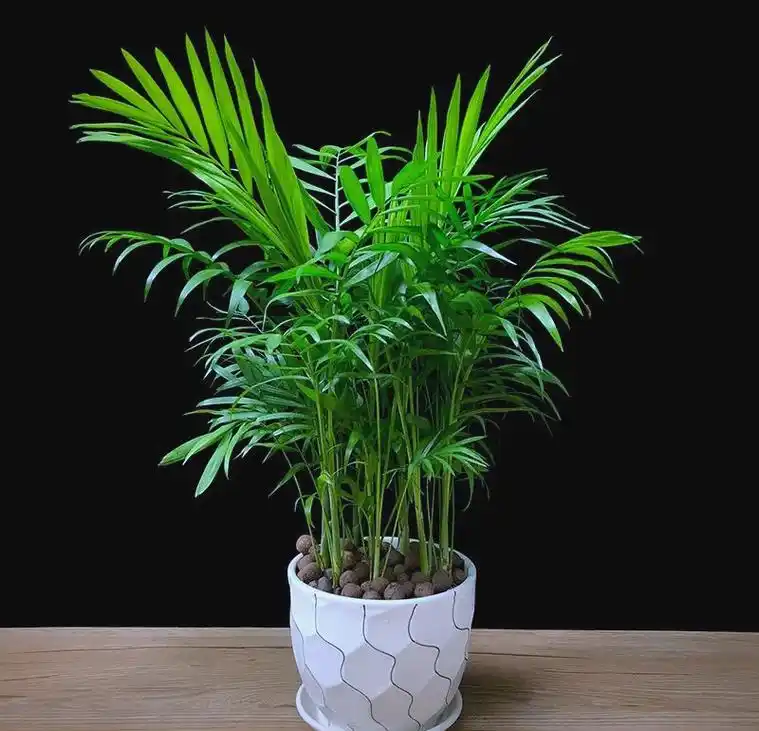 袖珍椰子:小个子里的养护大学问